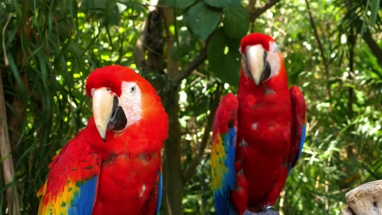 Internet Stock Video, Macaw, Parrot, Bird, Beak, Animal