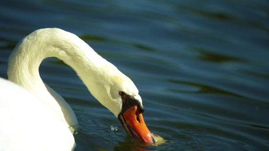 Interview Stock Video, Bird, Pelican, Aquatic Bird, Goose, Seabird