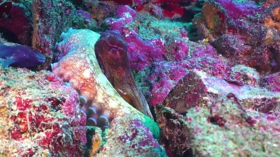 Intro Clip Free Download, Eel, Fish, Underwater, Reef, Coral