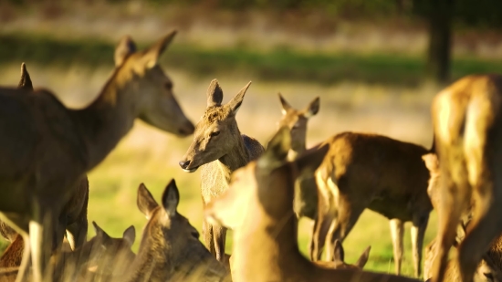 Intro Video Clip Free Download, Wildlife, Antelope, Mammal, Wild, Impala