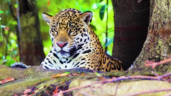 Islamic Background Video Copyright Free, Jaguar, Big Cat, Feline, Leopard, Cat