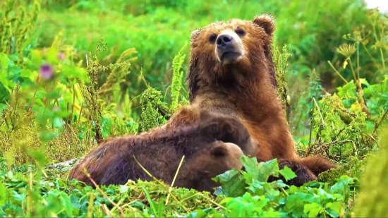 Islamic Copyright Free Video, Brown Bear, Bear, Mammal, Wild, Wildlife