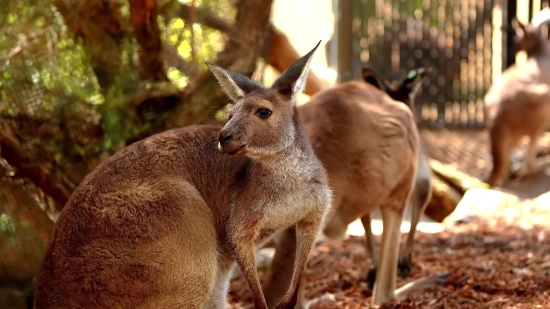 Islamic Motion Background Free Download, Wallaby, Kangaroo, Mammal, Deer, Wildlife