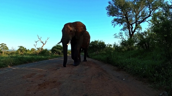 Istock Footage, Tusker, Elephant, Mammal, Safari, Wildlife