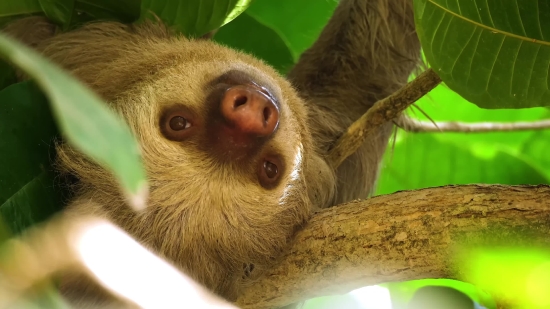 Istock Without Watermark, Three-toed Sloth, Sloth, Monkey, Mammal, Primate