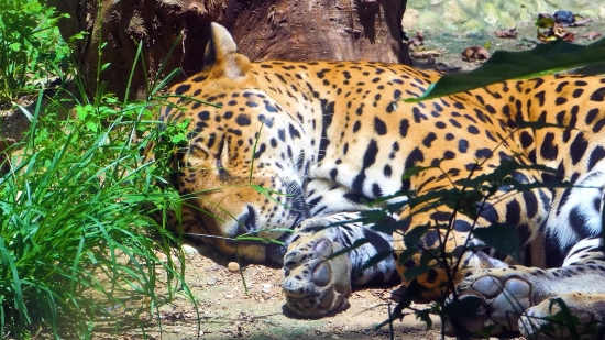 Jaguar, Big Cat, Feline, Wildlife, Safari, Cat