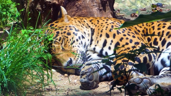 Jaguar, Big Cat, Feline, Wildlife, Wild, Cat