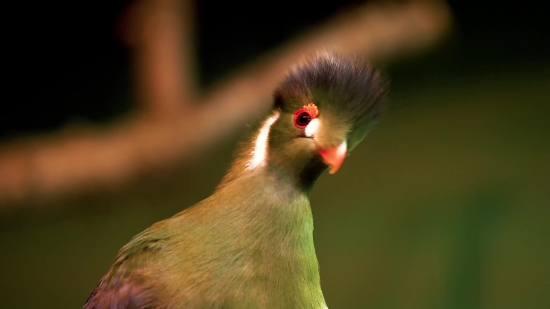 Jail Stock Footage, Partridge, Bird, Game Bird, Beak, Game