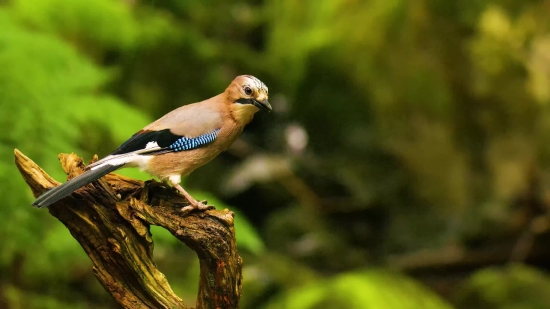 Jay, Bird, Beak, Wildlife, Feather, Wing