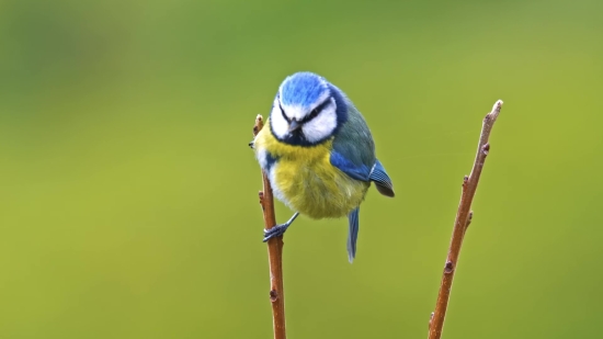 Jay, Bird, Wildlife, Beak, Feather, Wild