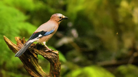 Jay, Bird, Wildlife, Beak, Feather, Wild