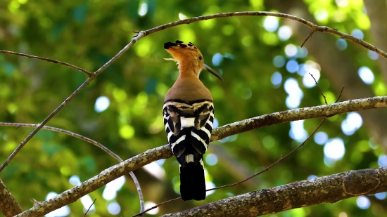 Jay, Bird, Wildlife, Wild, Beak, Dove