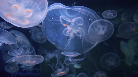 Jellyfish, Invertebrate, Animal, Coelenterate, Light, Transparent