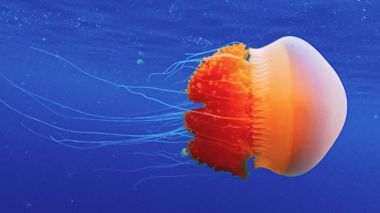 Jellyfish, Invertebrate, Animal, Flower, Color, Orange