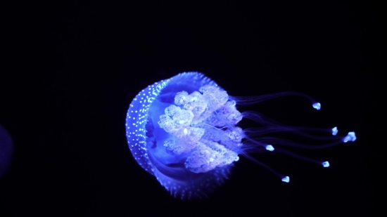 Jellyfish, Invertebrate, Animal, Light, Art, Design