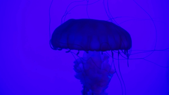 Jellyfish, Invertebrate, Animal, Light, Color, Fractal