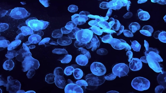 Jellyfish, Invertebrate, Animal, Light, Pattern, Bacteria