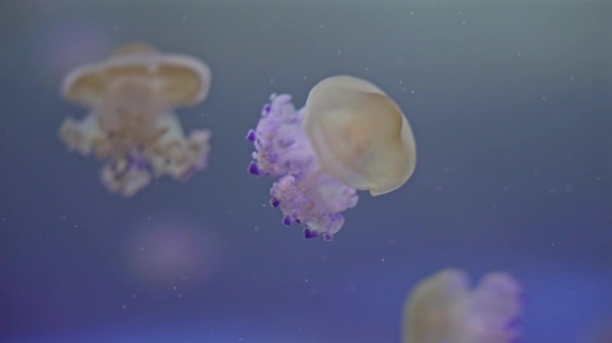 Jellyfish, Invertebrate, Animal, Moon, Water, Sea