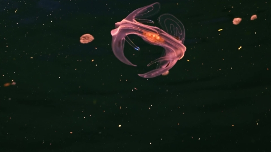 Jellyfish, Invertebrate, Animal, Star, Stars, Space