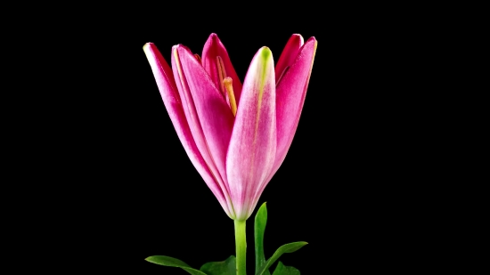 Jesus Stock Video, Pink, Tulip, Flower, Petal, Spring