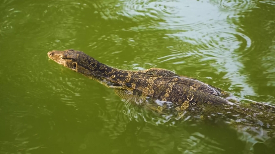 Jumpscare Video Free Download, Crocodile, Reptile, Water, Alligator, Wildlife