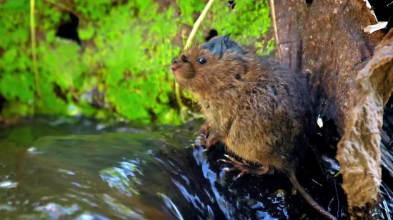 Kinemaster Template Video Background, Beaver, Rodent, Mammal, Wildlife, Fur