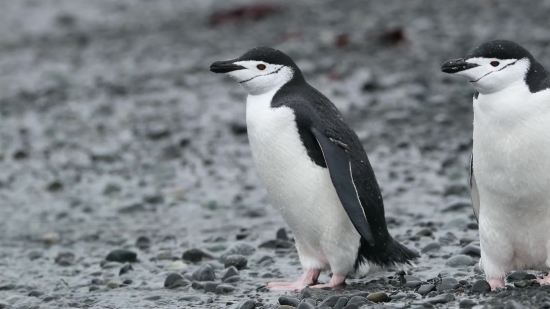 King Penguin, Penguin, Bird, Seabird, Auk, Aquatic Bird