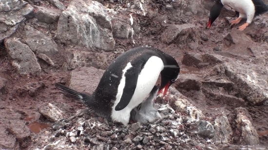 King Penguin, Penguin, Seabird, Bird, Aquatic Bird, Auk