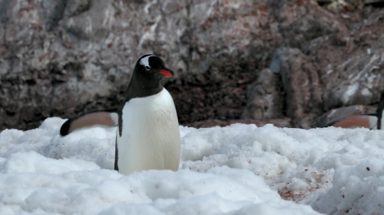 King Penguin, Penguin, Seabird, Bird, Aquatic Bird, Wildlife