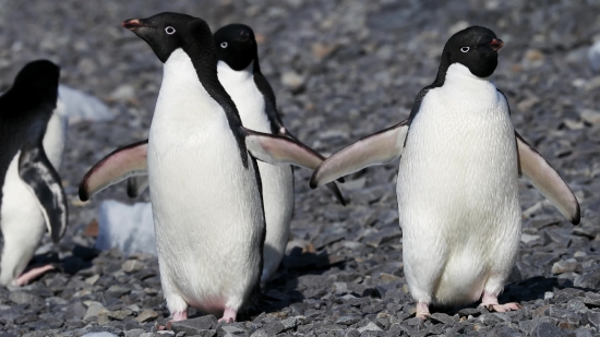 King Penguin, Penguin, Seabird, Bird, Wildlife, Aquatic Bird