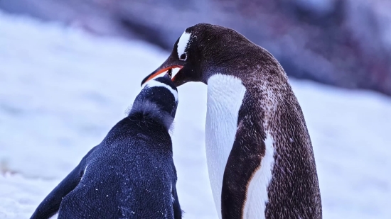 King Penguin, Penguin, Seabird, Bird, Wildlife, Beak