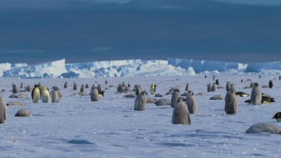 King Penguin, Penguin, Seabird, Landscape, Aquatic Bird, Sky