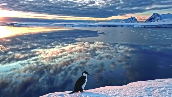 King Penguin, Penguin, Seabird, Ocean, Sea, Water