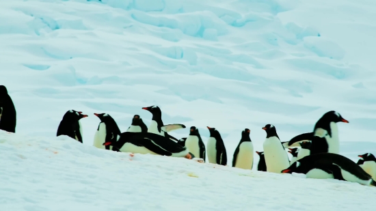 King Penguin, Penguin, Seabird, Snow, Ice, Freeze