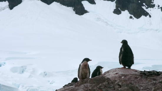 King Penguin, Penguin, Seabird, Snow, Mountain, Aquatic Bird