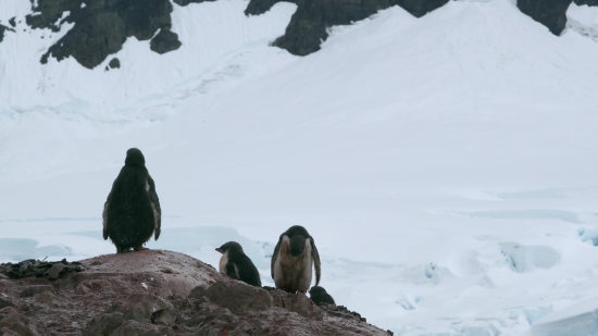 King Penguin, Penguin, Seabird, Snow, Winter, Mountain