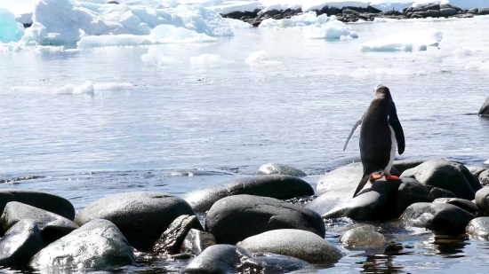 King Penguin, Penguin, Seabird, Water, Aquatic Bird, Sea