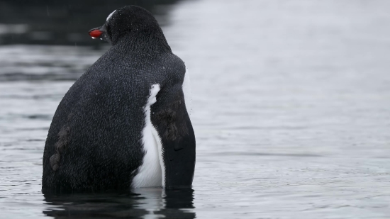 King Penguin, Penguin, Water, Bird, Standard Poodle, Coot