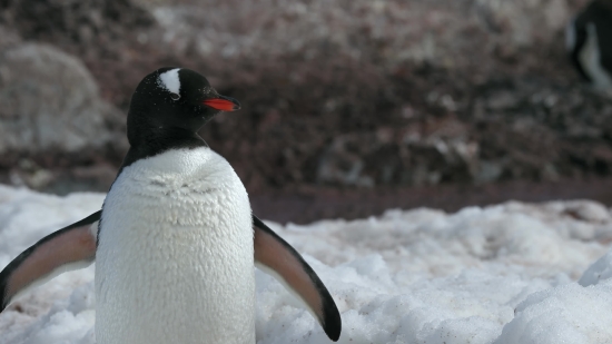 King Penguin, Seabird, Penguin, Bird, Wildlife, Aquatic Bird