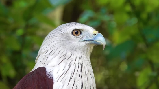 Kite, Hawk, Bird, Beak, Eagle, Wildlife