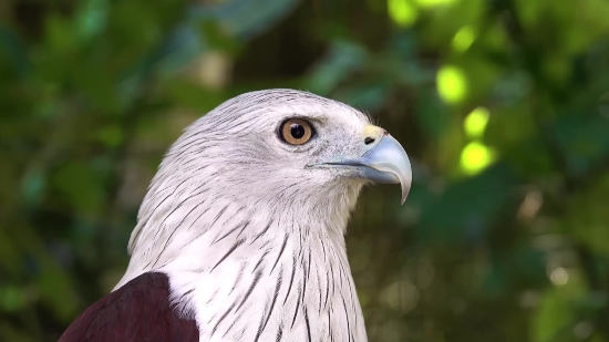 Kite, Hawk, Bird, Beak, Wildlife, Eagle