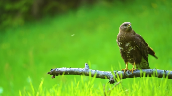 Kite, Hawk, Bird, Beak, Wildlife, Feather