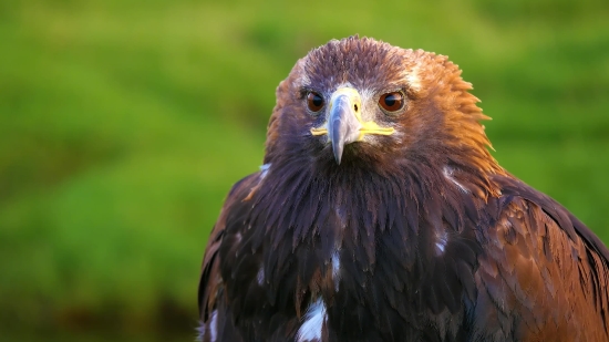 Kite, Hawk, Bird, Beak, Wildlife, Predator