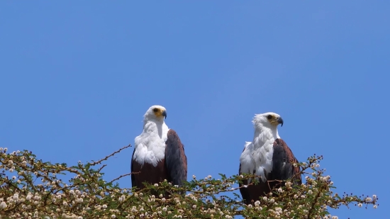 Kite, Hawk, Bird, Eagle, Beak, Bald Eagle