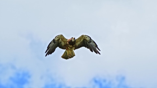 Kite, Hawk, Bird, Flying, Flight, Wildlife