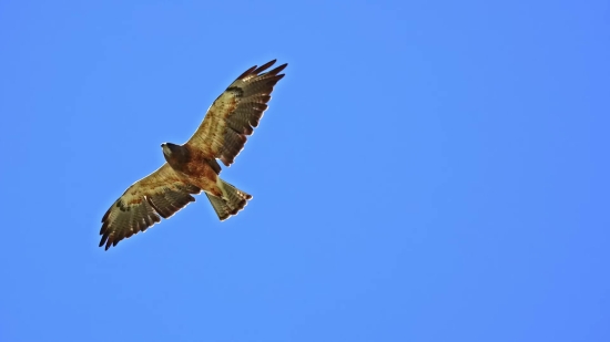 Kite, Hawk, Bird, Flying, Wildlife, Flight