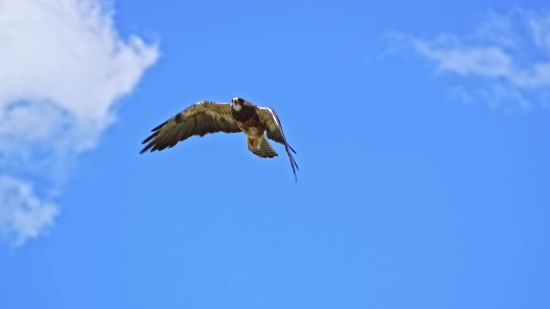 Kite, Hawk, Bird, Flying, Wildlife, Fly