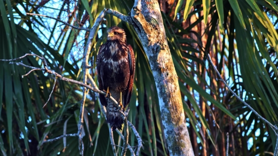 Kite, Hawk, Bird, Wildlife, Beak, Eagle