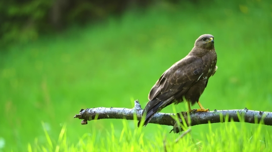 Kite, Hawk, Bird, Wildlife, Beak, Feathers