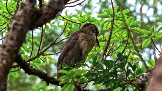 Kite, Hawk, Bird, Wildlife, Beak, Wild